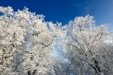 Hoar-frost ağaçları kış