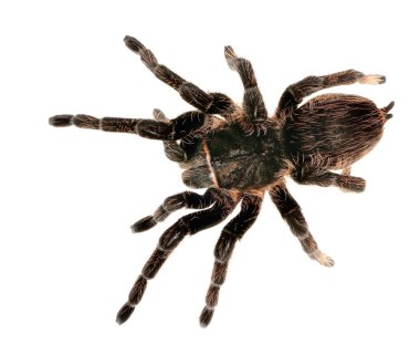 siyah kıvırcık saçlı tarantula brachypelma albopilosum izole