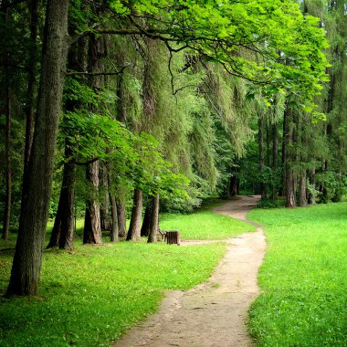 Orman manzaralı yol