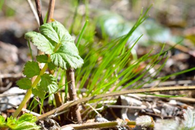 Yeşil Çimen Arkaplanı