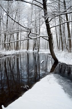 Kışın foresr Nehri