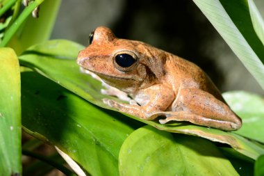 terrarium içinde renkli kurbağa