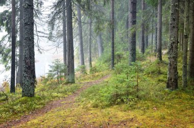 Karanlık çam ormanı sahnesi