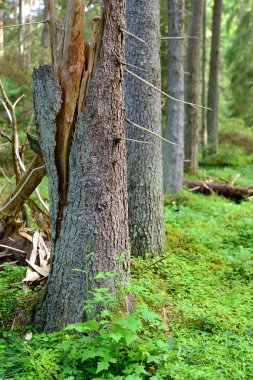 Karanlık çam ormanı sahnesi