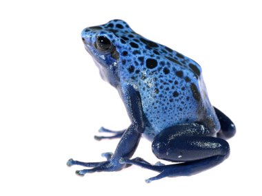 Mavi üzerine beyaz izole dart kurbağa dendrobates tinctorius gök mavisi boyama
