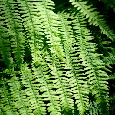 ormandaki Fern yakın çekim