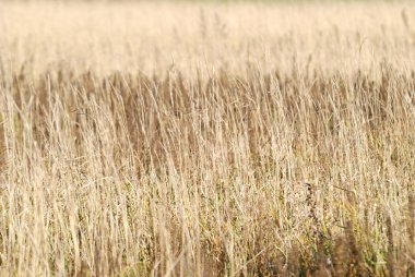 alan yakın çekim desen