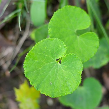 Orman bitki yakın çekim