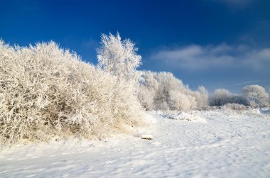 Hoar-frost ağaçları kış