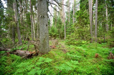 Karanlık çam ormanı sahnesi