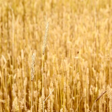 Buğday tarlası yakın plan