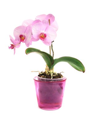 pembe orkide çiçek yakın çekim üzerinde beyaz izole