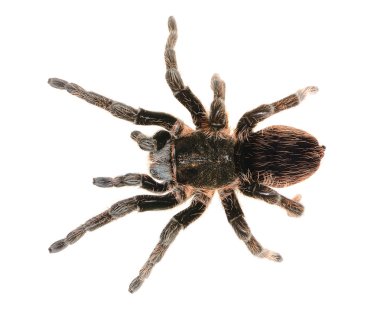 siyah kıvırcık saçlı tarantula brachypelma albopilosum izole