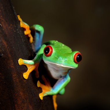 Kırmızı gözlü kurbağa (Agalychnis callidryas) yakın plan bir ağaç kütüğünün üzerinde oturuyor. Hayvanat bahçesi, teraryum, zooloji, herpetoloji, bilim, eğitim. Neotropik yağmur ormanlarının vahşi yaşamı
