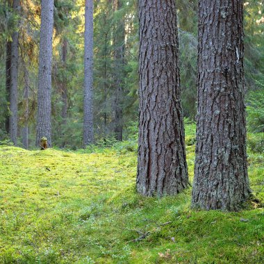Karanlık çam ormanı sahnesi