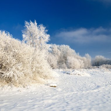 Hoar-frost ağaçları kış