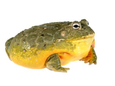 beyaz izole Afrika kurbağa pyxicephalus adspersus
