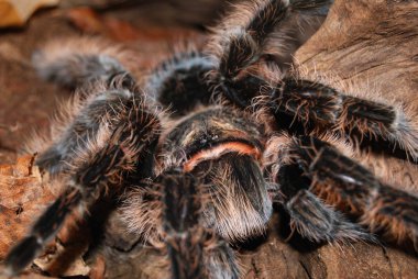 Tarantula