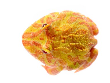 Beyaz izole süslü boynuzlu Kurbağa (beyaz form) Ceratophrys ornata