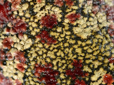 casque başlı ağaç kurbağası siyah benekli trachycephalus nigromaculatus ten yakın çekim