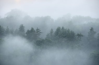Orman sugulda içinde güçlü kapalı için