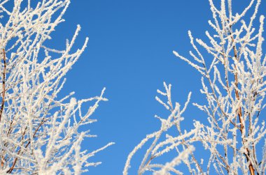 Hoar-frost ağaçları kış