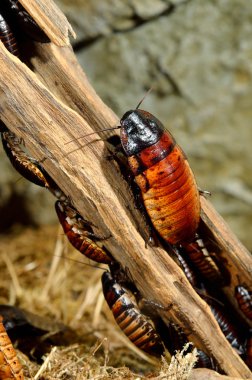 (Gromphadorhina portentosa) hamamböceği tıslama Madagaskar