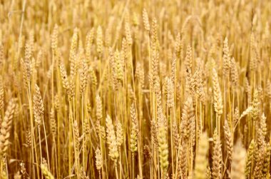 Buğday tarlası yakın plan