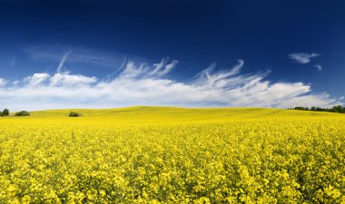 Letonya alan sarı kolza tohumu