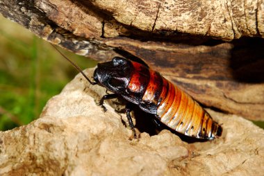 (Gromphadorhina portentosa) hamamböceği tıslama Madagaskar