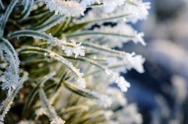 çam ağacı hoar-frost ile kaplı
