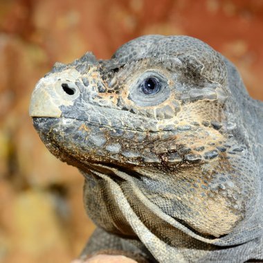 Terrarium içinde oturan igauna
