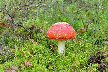 agaric mantar. Orman mantarı