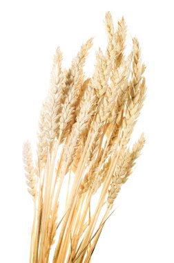 izole buğday Şubesi