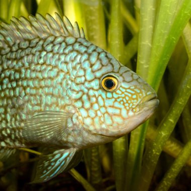 Akvaryumdaki tropikal balıklar