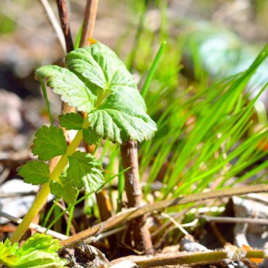 Yeşil Çimen Arkaplanı