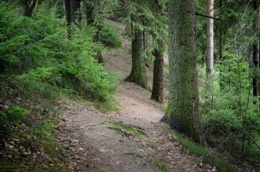 Karanlık çam ormanı sahnesi