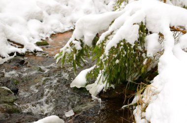 karlı kış aylarında küçük nehir kıyısında çam ağacı