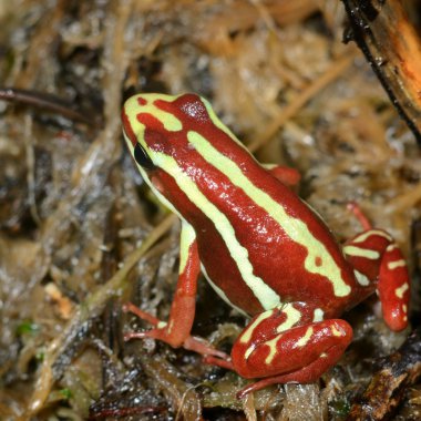 terrarium içinde kırmızı kurbağa