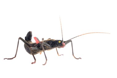 siyah sopa böcek peruphasma schultei izole