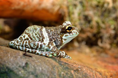 terrarium içinde renkli kurbağa