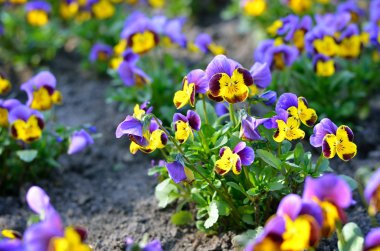 Bahar Heartsease çiçek (viyola tricolor)