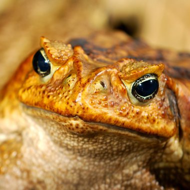 Large tropical toad close-up clipart