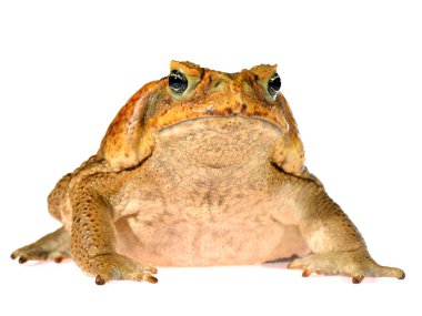 Baston kurbağa baş beyaz izole (dev deniz kara kurbağası) Bufo marinus