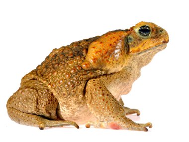 Baston kurbağa baş beyaz izole (dev deniz kara kurbağası) Bufo marinus