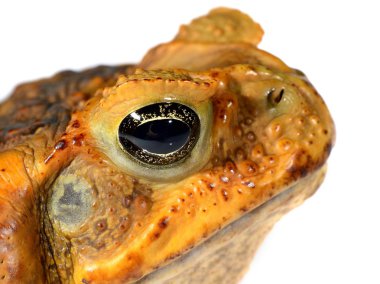 Baston kurbağa baş beyaz izole (dev deniz kara kurbağası) Bufo marinus