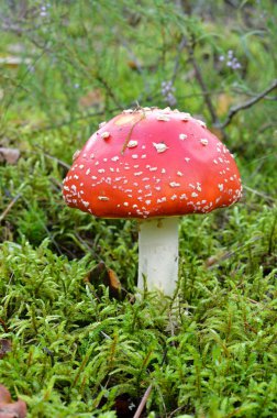 agaric mantar. Orman mantarı