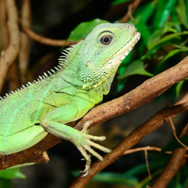 Renkli yeşil kertenkele, yakın plan.