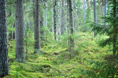 Karanlık çam ormanı sahnesi