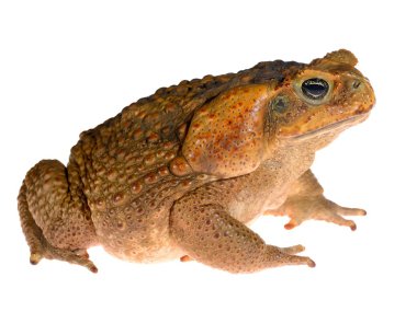 Baston kurbağa baş beyaz izole (dev deniz kara kurbağası) Bufo marinus